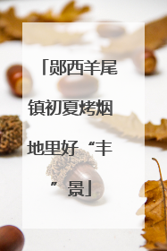 郧西羊尾镇初夏烤烟地里好“丰”景