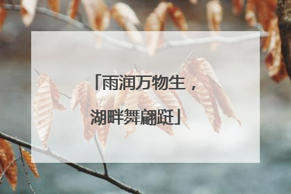 雨润万物生，湖畔舞翩跹