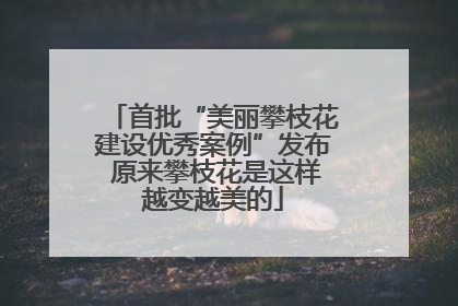 首批“美丽攀枝花建设优秀案例”发布 原来攀枝花是这样越变越美的