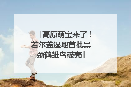 高原萌宝来了！若尔盖湿地首批黑颈鹤雏鸟破壳